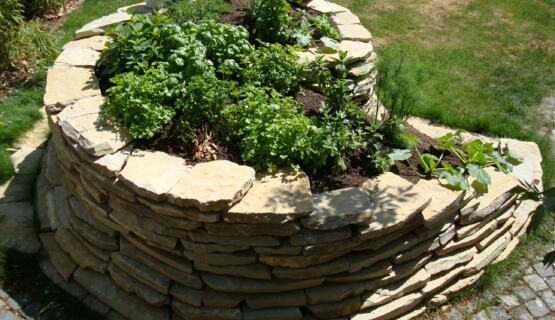 Gewürzschnecke (Willy Mischler) - 2